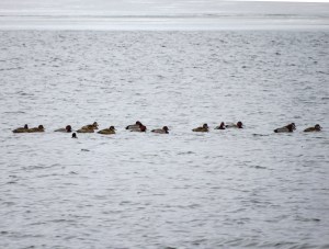 Redheads, Lake Parsippany, NJ, Feb. 8, 2016 (photo by Alan Boyd)
