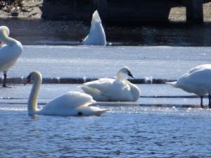 Tundra Swan, Lake Hopatcong, Feb. 22, 2016 (photo by Alan Boyd)