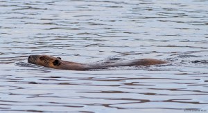 Beaver, Rockaway Twp., NJ, Mar. 13, 2016 (photo by Jonathan Klizas)