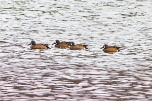 Blue-winged Teal, Bernardsville, NJ, Mar. 10, 2016 (photo by Jonathan Klizas)