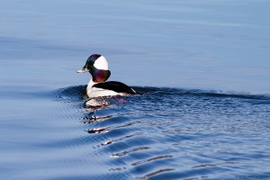 Bufflehead in morning light, Lake Hopatcong, NJ, Mar. 12, 2016 (photo by Jonathan Klizas)