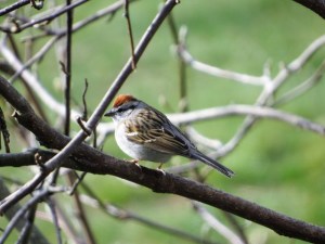 Chipping Sparrow, Roxbury Twp., NJ, Mar. 25, 2016 (photo by Alan Boyd)
