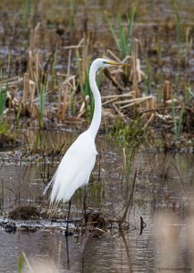 Great Egret, Melanie Lane Wetlands, Hanover Twp., Morris Co., NJ, Mar. 31, 2016 (photo by Jonathan Klizas)