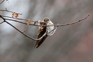 Northern Rough-winged Swallow, Great Swamp NWR, Mar. 20, 2016 (photo by Jim Mulvey)
