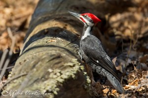 Pileated Woodpecker, Bee Meadow Park, NJ, Mar. 22, 2016 (photo by Mitch Van Beekum)