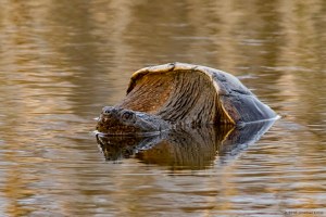 Snapping Turtle, Loantaka Brook Reservation, NJ, Mar. 10, 2016 (photo by Jonathan Klizas)