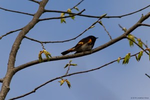 American Redstart, Rockaway Twp., NJ, Apr. 30, 2016 (photo by Jonathan Klizas)