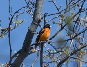 Baltimore Oriole, Hanover Twp., NJ, Apr. 24, 2016 (photo by Chuck Hantis)