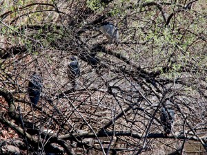 Black-crowned Night-Herons, Parsippany, NJ, Apr. 6, 2016 (photo by Jim Mulvey)