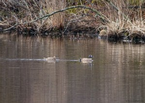 Blue-winged Teal, Rockaway Twp., NJ, Apr. 2, 2016 (photo by Jonathan Klizas)