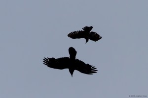 Fish Crow Harassing Common Raven, Rockaway Twp., NJ, Apr. 30, 2016 (photo by Jonathan Klizas)
