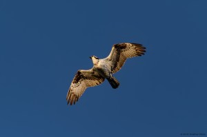 Osprey catching the morning light, Budd Lake, NJ, Apr. 16, 2016 (photo by Jonathan Klizas)