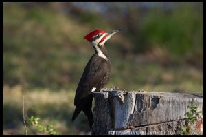 Pileated Woodpecker, Hanover Twp., NJ, Apr. 24, 2016 ( photo by David Blinder)