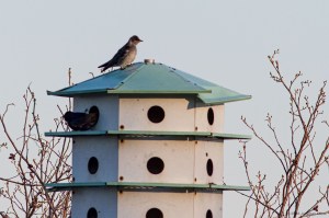 Purple Martin, Budd Lake, NJ, Apr. 16, 2016 (photo by Jonathan Klizas)