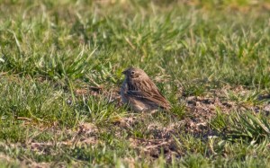 Vesper Sparrow, Florham Park, NJ, Apr. 10, 2016 (photo by Chris Thomas)