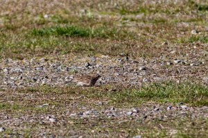 Vesper Sparrow, Mt. Olive Twp., NJ, Apr., 16, 2016 (photo by Jonathan Klizas)