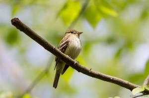 Acadian Flycatcher, Mahlon Dickerson Reservation, Jefferson Twp., NJ, May 14, 2016 (photo by Jonathan Klizas)