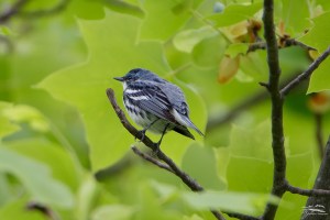 Cerulean Warbler, Mahlon Dickerson Reservation, NJ, May 22, 2016 (photo by Rob Gallucci)