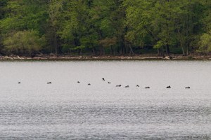 Common Loons, Boonton Reservoir, NJ, May 7, 2016 (photo by Jonathan Klizas)