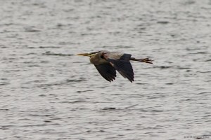 Great Blue Heron, Boonton Reservoir, NJ, May 7, 2016 (photo by Jonathan Klizas)