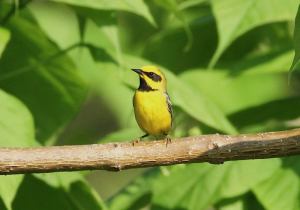 Lawrence's Warbler, Lincoln Park, NJ, May 28, 2016 (photo by Jill Homcy)