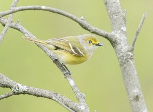 White-eyed Vireo, Rockaway Twp., NJ, May 15, 2016 (photo by David Blinder)