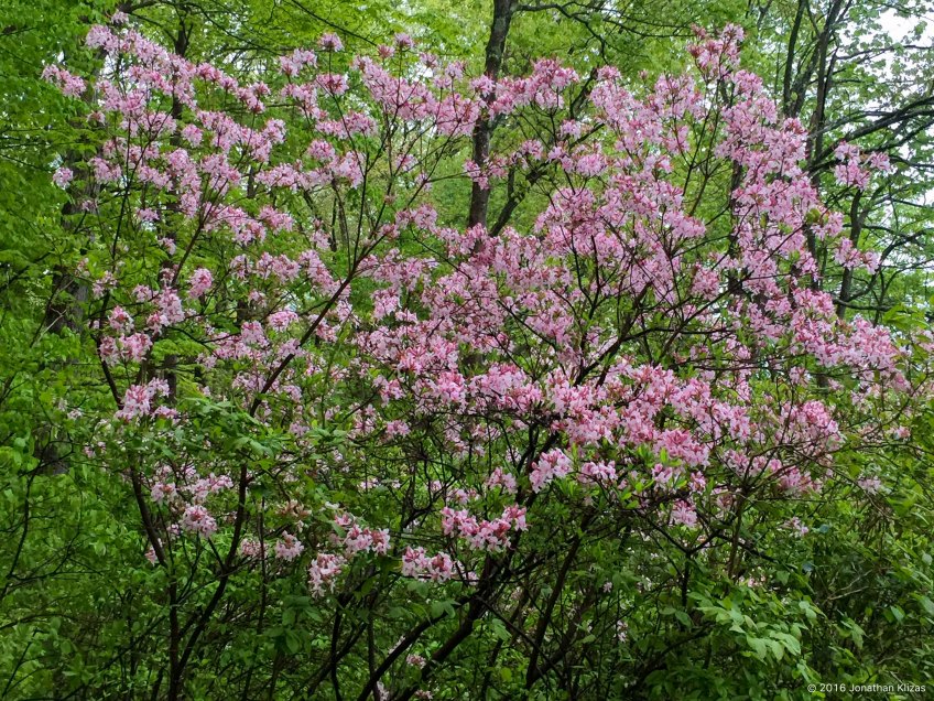 Pink Azalea (Rhododendron nudiflorum), Mahlon Dickerson Reservat |  mocosocoBirds