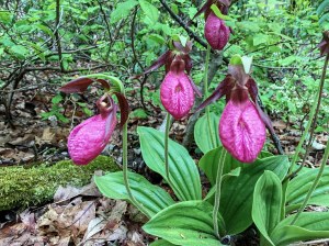 Pink Lady's Slipper, Mahlon Dickerson Reservation, NJ, May 22, 2016 (iPhone photo by Jonathan Klizas)