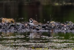 Semipalmated Plover, Lincoln Park Gravel Pits, NJ, May 17, 2016 (photo by Jonathan Klizas)