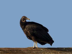 Black Vulture, Sayre's Farm, Morris Twp., NJ, May 27, 2016 (photo by Jonathan Klizas)