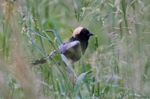 Bobolink, Frelinghuysen Fields, Harding Twp., NJ, June 5, 2016 (photo by Jonathan Klizas)