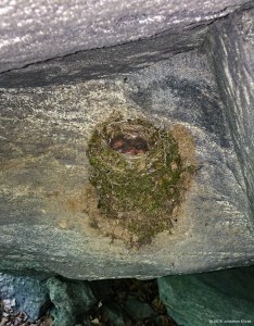 Bird Nest, Rockaway R. WMA, NJ, June 11, 2016 (iPhone photo by Jonathan Kizas)