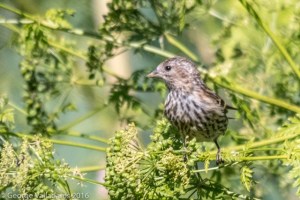 Pine Siskin, Troy Meadows, NJ, June 30, 2016 (photo by George Valladares)