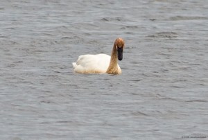 Trumpeter Swan, Lake Musconetcong, NJ, June 11, 2016 (photo by Jonathan Klizas)