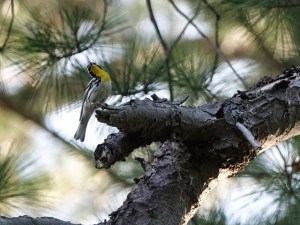 Yellow-throated Warbler, Colonial Park, Franklin Twp., NJ, June 21, 2016 (photo by Ken Eberts)