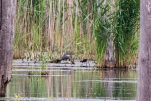 Common Gallinules, Deerhaven Lake, NJ, July 15, 2016 (photo by Jonathan Klizas)