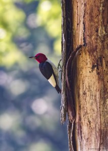 Red-headed Woodpecker, Chatham Twp., NJ, July 4, 2016 (photo by Jonathan Klizas)