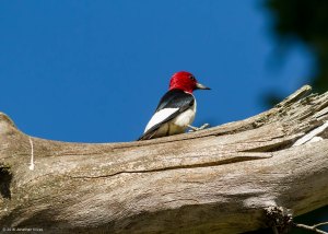 Red-headed Woodpecker, Chatham Twp., NJ, July 4, 2016 (photo by Jonathan Klizas)
