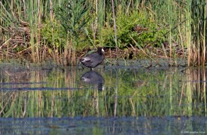 American Coot, Deerhaven Lake, Morris Co., NJ, Aug. 8, 2016 (photo by Jonathan Klizas)