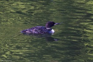 Common Loon, Boonton Reservoir, NJ, Aug. 21, 2016 (photo by Jonathan Klizas)