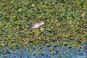 Lesser Yellowlegs, Lincoln Park Gravel Pits, Morris Co., NJ, Aug. 14, 2016 (photo by Jonathan Klizas)