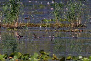 Pied-billed Grebe family, Deerhaven Lake, Morris Co., NJ, Aug. 8, 2016 (photo by Jonathan Klizas)