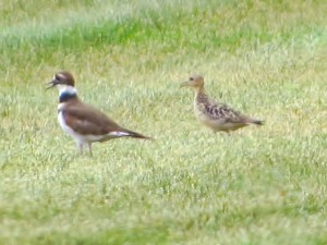 Buff-breasted Sandpiper and Killdeer, Montgomery Twp., NJ, Sep. 10, 2016 (document photo by Alan Boyd)