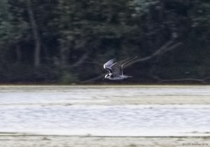Black Tern, Lincoln Park Gravel Pits, NJ, Sept. 11, 2016 (documentation photo by Jonathan Klizas)