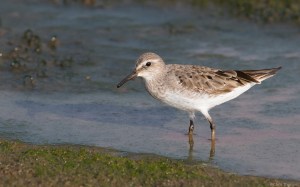 White-rumped Sandpiper, Florham Park, NJ, Sept. 9, 2016 (photo by Chris Thomas)