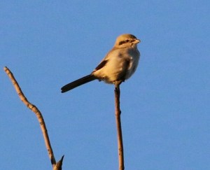 Northern Shrike, Chimney Rock, Martinsville, NJ, Oct. 26, 2016 (photo by Roger Dreyling)