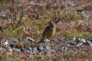 American Pipit, Florham Park, NJ, Oct. 29, 2016 (photo by Jonathan Klizas)