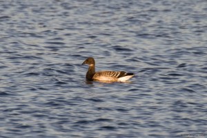 Brant, Lk. Musconetcong, NJ, Oct. 19, 2016 (photo by Jonathan Klizas)