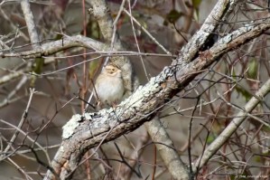 Clay-colored Sparrow, Troy Meadows, NJ, Oct. 26, 2016 (photo by Jonathan Klizas)