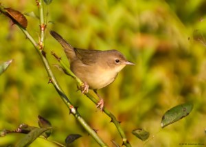 Common Yellowthroat, Morris Twp., NJ, Oct. 3, 2016 (photo by Jonathan Klizas)